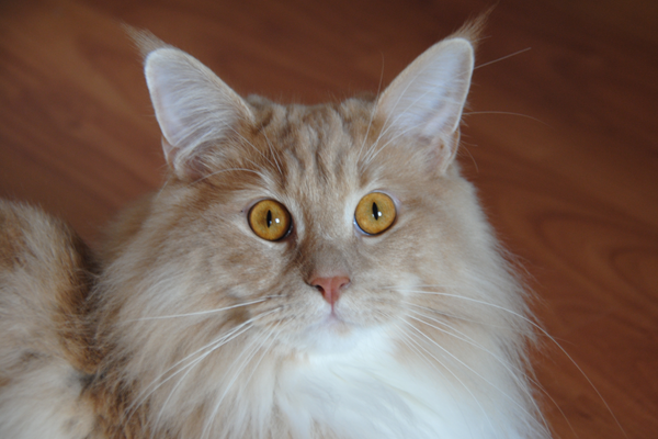 Katze 600x400px