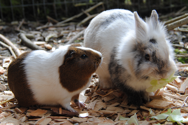Nagetiere 600x400